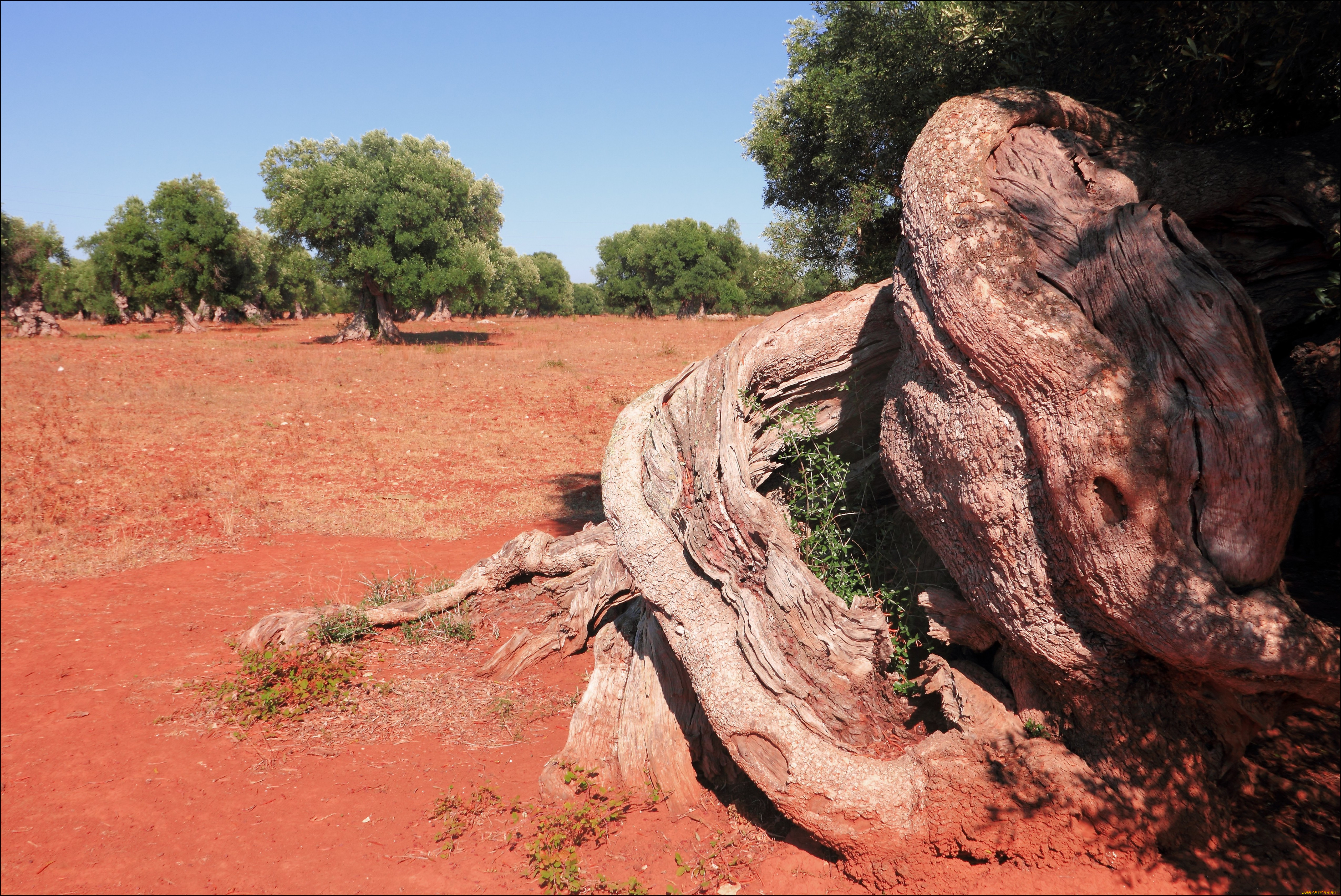 salento, rosso, , , , , , , 